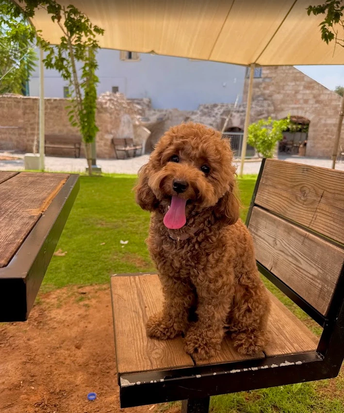 Chupa, an apricot poodle, sitting happily on a wooden bench outdoors