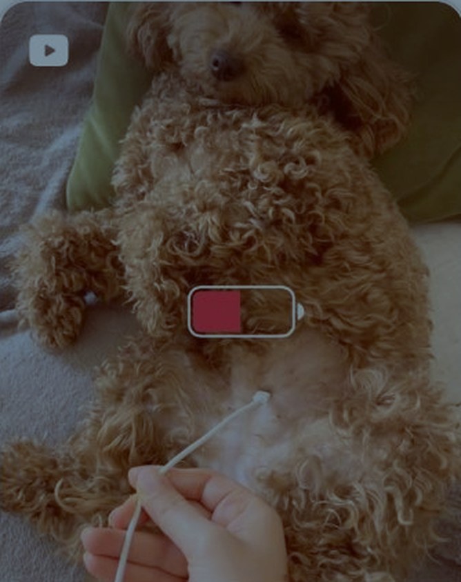 Still from Chupa's Life with a poodle Reel
